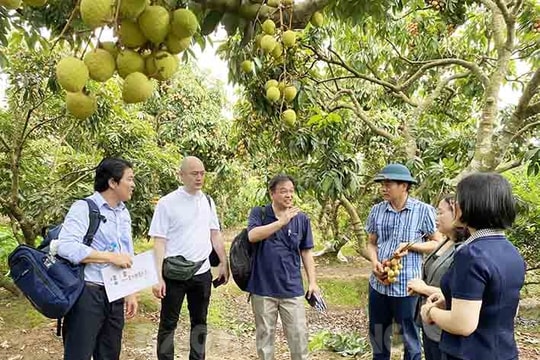 Door wide open for Hai Duong’s farm produce to enter Japan